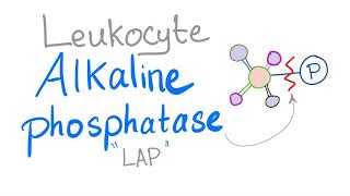 Leukocyte Alkaline Phosphatase “LAP score” [upl. by Clemmy]