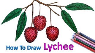 How to Draw Litchi Step by Step Very Easy [upl. by Ahsimed]