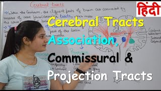 Cerebral Tracts in Hindi  Association  Commissural amp Projection Tracts  Nerve Fibers [upl. by Allecram]