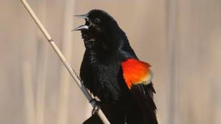 How Nature Works Redwinged Blackbird Display [upl. by Arhsub122]