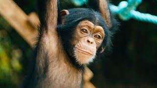 Baby Chimps Learn How To Climb  BBC Earth [upl. by Aramit]