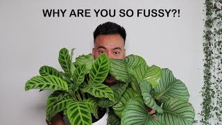 How To Care For Calathea  Houseplant Care Tips [upl. by Morrissey]