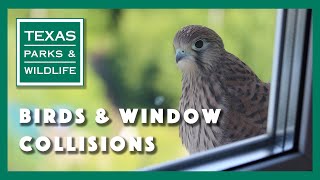 How to Keep Birds from Hitting Your Windows [upl. by Atter]