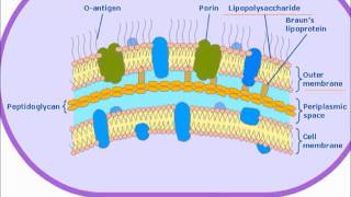 Bacterial Endotoxin [upl. by Urbas853]