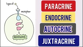 Cell Signalling Types  Paracrine  Autocrine  Endocrine  Juxtacrine CSIR NET Life Science [upl. by Aznerol]