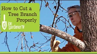 How to Cut a Tree Branch Properly [upl. by Jobina371]