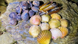 Coastal Foraging  Scallops Clams and Cockles  Amazing Shellfish Cookup [upl. by Siddra]