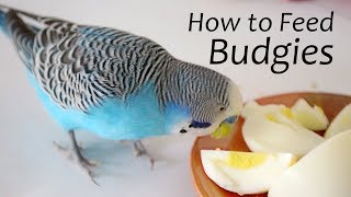 How to Feed Budgies  Choosing the Right Foods  ReEdit [upl. by Akeenat572]