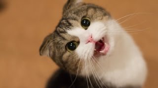 Grappige Katten En Kittens Miauwen Compilatie HD [upl. by Moffat]