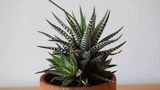 How I take care of zebra plant Haworthia attenuata [upl. by Mehalek]