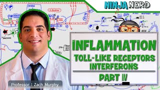 Immunology  Inflammation Toll Like Receptors and Interferons Part 4 [upl. by Nylecaj]