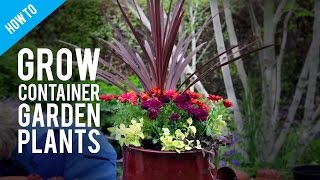 How To Grow Pot Plants in a Container Garden [upl. by Attenyt]