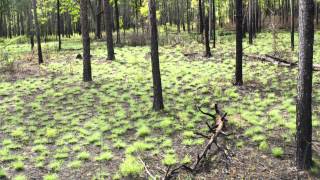 How Fire Can Restore a Forest A TimeLapse Tree View [upl. by Ready]