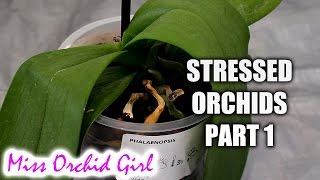 Rejuvenating stressed Orchids Part 1  Limp leathery leaves [upl. by Gusti821]