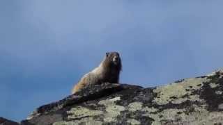 Mt Rainier Screaming Marmot [upl. by Tabbitha912]