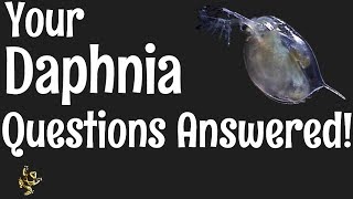 Daphnia Questions Answered [upl. by Comptom]