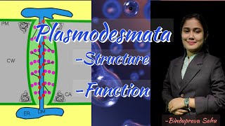 Plasmodesmata structure and functionSnebs Biology [upl. by Amitak]