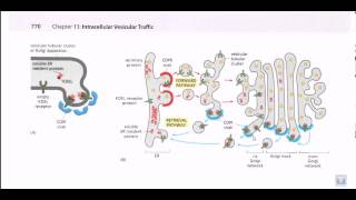 Protein secretion pathway ER to Golgi [upl. by Draned]