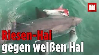 Haie kämpfen um erlegten Delfin [upl. by Kristi]