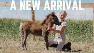 A NEW ARRIVAL [upl. by Anemaj]