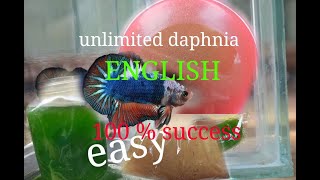 daphnia moina culture Easy way Unlimited production English  with sub Green water Chlorella [upl. by Einahteb828]