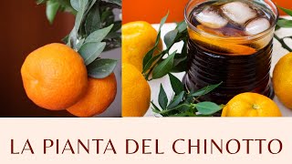 La pianta del Chinotto  Agrumi Lenzi [upl. by Burris]