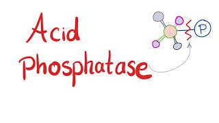 Acid Phosphatase  Lab Test 🧪  What’s the Use [upl. by Tellford]