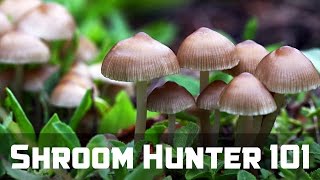 ShroomHunter 101 Identify Wild Magic Mushrooms Psilocybin [upl. by Raskin385]