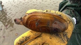 How to catch a Razor Clam [upl. by Gillett]