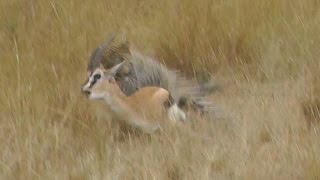 MUST SEE Leopard Hunts Gazelle on Safari Tour Masai Mara Kenya Africa Full animal hunt [upl. by Benny]