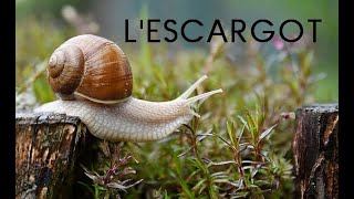 Lescargot documentaire [upl. by Hsan]