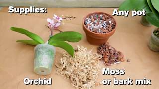 How to Repot an Orchid [upl. by Raskin]