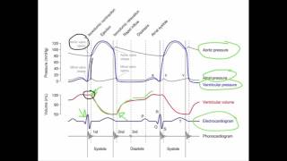 Wiggers Diagram [upl. by Otter]