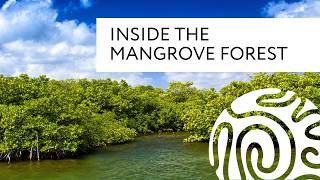 Inside the Mangrove Forest [upl. by Ainival]