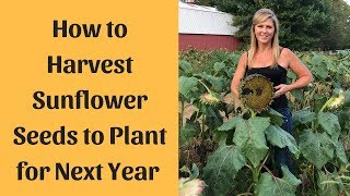 Sunflower Seeds Harvesting For Planting [upl. by Myrtie]