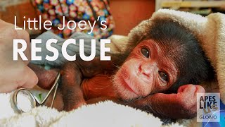 Chimp Little Joeys RESCUE [upl. by Sprage]