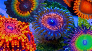 Adding EXPENSIVE Zoanthids to my Nano Reef [upl. by Chemesh365]