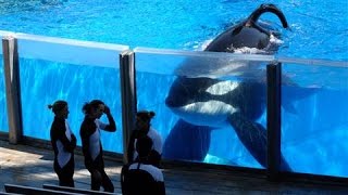 SeaWorld Killer Whale Tilikum Dies [upl. by Ettennig]