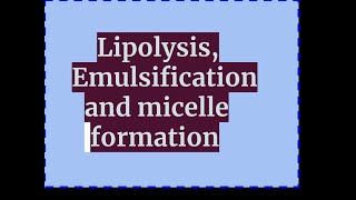 Lipolysis emulsification and micelle formation [upl. by Catima]