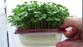 DIY Hydroponic MicroGreens Planter [upl. by Noiemad301]