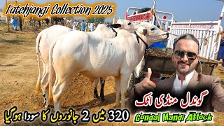 Gondal Mandi Attock Latest Update 13 May 2024  Naseeb Ka Soda Bakra Eid Qurbani  Cow Mandi [upl. by Nyltyak]