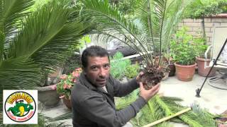 How to Relocate a Sago Palm  Cycas Revoluta [upl. by Fronnia828]