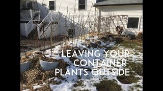 Leaving Your POTTED Fruiting Plants Outside all Winter [upl. by Powe405]