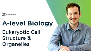 Eukaryotic Cell Structure amp Organelles  Alevel Biology  OCR AQA Edexcel [upl. by Cathy]