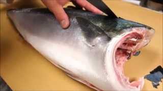 How To Fillet a Whole Hamachi  How To Make Sushi Series [upl. by Nereen]