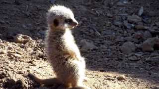 Baby Meerkat falling asleep [upl. by Ardnoid]