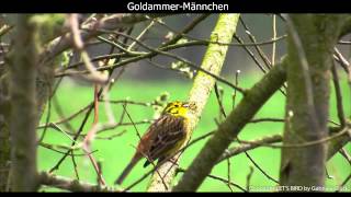 Goldammer mit Gesang  Yellowhammer singing 1080p HD [upl. by Rhtaeh]