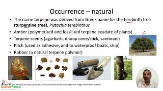 Terpenes Occurrence and Isoprene Rule [upl. by Sholom594]