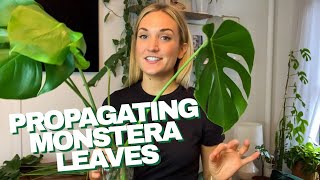 How to Propagate a Monstera  The RIGHT Way to Cut Your Monstera Leaves and Grow Roots in Water [upl. by Libove308]