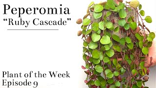 How To Care For Peperomia “Ruby Cascade”  Plant Of The Week Ep 9 [upl. by Daveta]